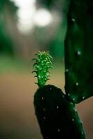 young cactus plants that have just branched out photo