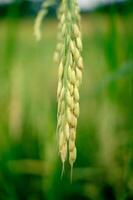 rice in the rice fields that is ripe and ready to be harvested photo