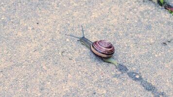 Closeup of snail crawling across tile and leaving trail. video