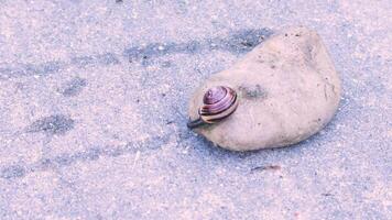 fechar-se do Caracol rastejando sobre pedra. video