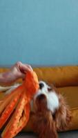 cavalier koning Charles spaniel puppy spelen gelukkig met een speelgoed- Aan een bed video