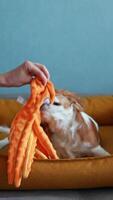 Close-up of the owner playing with the puppy, gnawing on toys on the bed video