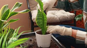 de cerca de un mujer plantando un hecho en casa sanseveria flor en un flor maceta. cuidado y propagación de flores y plantas, hogar cultivo. video