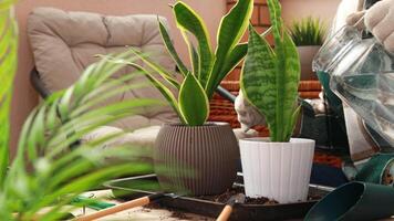 Close-up of a woman watering a homemade sanseveria flower in a flower pot after planting. Care and propagation of flowers and plants, home cultivation. video