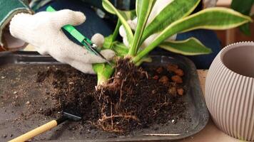 en kvinna separerar de rötter av en hemlagad sanseveria blomma för ytterligare återplantering i blomma kastruller i henne vinden. vård och fortplantning av blommor och växter. video