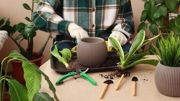 uma florista derrama solo para dentro uma flor Panela para replantio plantas. flor Cuidado e replantio video