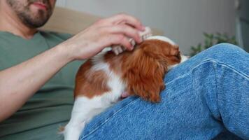 Close-up of brushing a puppy at home with a silicone massage comb video