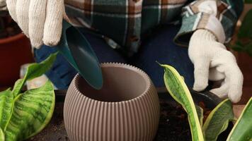 Close-up of a gardener pouring expanded clay into a flower pot for drainage. Care and replanting of flowers and plants. video