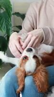 cavaliere re charles spaniel cucciolo giochi felicemente e morsi il suo proprietari mani video