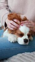 Close-up of the owner gently stroking the puppy video