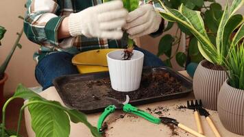 A florist places a sprout of a domestic Sanseveria flower in a flower pot. Care and propagation of flowers and plants, home cultivation. video