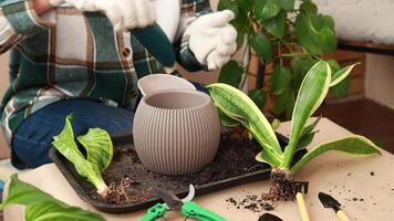 une femme verse étendu argile dans une fleur pot pour drainage. se soucier et replantation de fleurs et les plantes. video