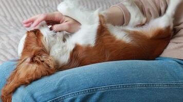 cavaliere re charles spaniel cucciolo giochi e morsi il suo proprietari mani video