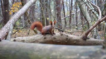 Wild fluffy squirrel sitting at wooden branch at autumn forest. Cute brown rodent looking into camera at park. Portrait of pretty small sciurus outdoor. Concept of wildlife. Close up Slow motion video