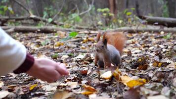 Wild cute squirrel sniffing nuts from female arm at forest. Curious fluffy rodent snuffing food from hand of young girl outdoor. Woman feeding small sciurus to walnuts at autumn park. Slow motion video