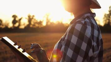 Female agronomist using digital tablet at wheat meadow at dusk. Farmer monitoring harvest at barley field at sunset. Beautiful scenic landscape. Concept of agricultural business. Slow motion video