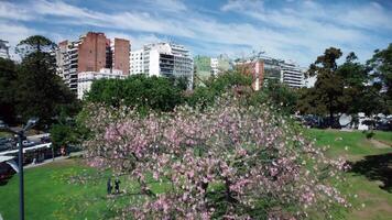 buenos sänds vår landskap. antenn se av blomning körsbär träd i stad parkera. rosa blommig skönhet, grön natur, och blå himmel. argentine gata Utsmyckad med färgrik blommar. video