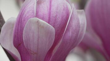 magnolia sulanjana fiori con petali nel il primavera stagione. un' leggero brezza si agita il bellissimo rosa magnolia fiori nel molla, selettivo messa a fuoco. video