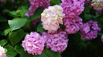 blomning hortensia rosa närbild. skön stor hortensia macrophyllus blomma bakgrund. selektiv fokus. video