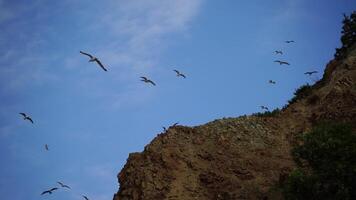 Flock of seagulls in blue sky with clouds sunny day. Over rocks and trees. Natural bird behavior in natural landscape. video