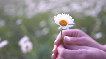 ein Person ist halten ein Weiß Blume im ihr Hand video