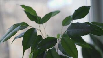 avvicinamento di fresco verde le foglie di ficus benjamina contro il sfondo di un' finestra. il le foglie di un' casa albero siamo in movimento nel il vento, 4k . pianta della casa cura concetto. video