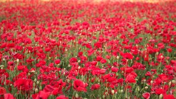 A field of red poppies is in full bloom. The flowers are scattered throughout the field, creating a beautiful and vibrant scene. The bright red color of the flowers contrasts with the green grass. video