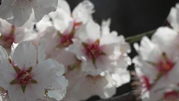 blanco flores almendra primavera, adornar árbol ramas debajo brillante luz de sol, calificación el llegada de primavera. floración en primavera estación. video