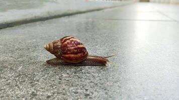 detailopname van een slak kruipen Aan een nat oppervlakte met haar schelp video