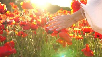 une femme main est émouvant coquelicots fleurs. le fleurs sont dans plein Floraison et le Soleil est brillant vivement sur eux. le scène est paisible et serein. video