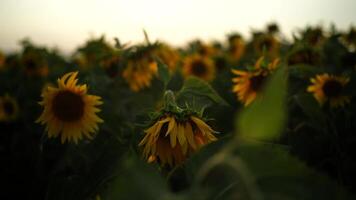 girasol agrícola campo, de cerca disparo. amarillo flor girasoles plantas plantación floreciente en verano. soleado clima, puesta de sol noche, diapositiva cámara video