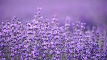 fioritura lavanda campo. bellissimo viola fiori. regionale biologico coltivazione. aromaterapia essenziale oli video
