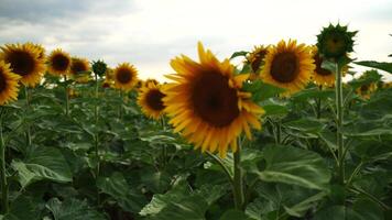 Sunflower agricultural field, close-up shot. Yellow flower sunflowers plants plantation blooming in summer. Sunny weather, sunset evening, slide camera video