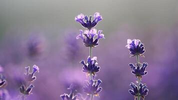 fioritura lavanda campo selettivo messa a fuoco. lavanda fiore primavera sfondo con bellissimo viola colori e bokeh luci. Provenza, Francia. vicino su. video