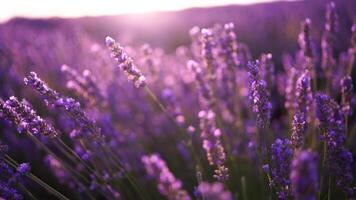 lavandin fält soluppgång. solnedgång tänds de blomning fält av lavendel. långsam rörelse, dof, stänga upp. pittoresk se av de ändlös aromatisk fält av lavendel. video