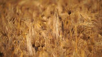 Ripe wheat ears swaying in wind in agricultural field. Pre-harvest. Depicting grain crop growth. Illustrating agricultural crop development. video