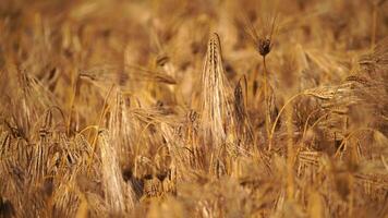 Ripe wheat ears swaying in wind in agricultural field. Pre-harvest. Depicting grain crop growth. Illustrating agricultural crop development. video