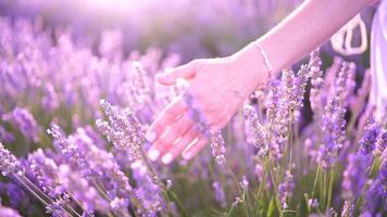 Lavender hand woman walks in a field with lavender and touches a blooming lavender with her hand. Provence, summer, vacation. Aromatherapy. Slow motion video