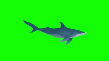 animazione delfino isolato su verde schermo, balena verde schermo , un' cartone animato blu balena nuota, cartone animato delfino nuoto video