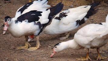 Gruppe von Enten im das Bauernhof, Enten draußen das Bauernhof, Ente auf ein Feld von Gras, organisch Geflügel Bauernhof, Ente auf ein Bauernhof video