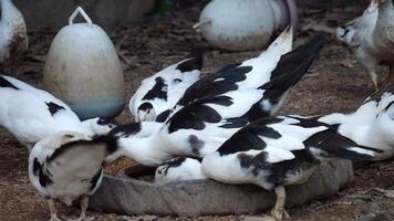 Group of ducks in the farm, Ducks outside the farm, duck on a field of grass, organic poultry farm, duck on a farm video