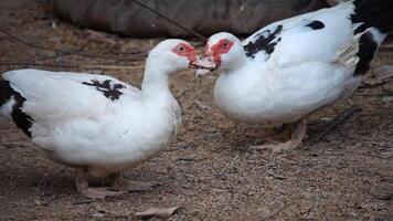 Group of ducks in the farm, Ducks outside the farm, duck on a field of grass, organic poultry farm, duck on a farm video