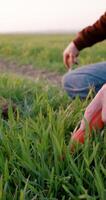 A man with a hand-held metal detector looking for something in the ground video