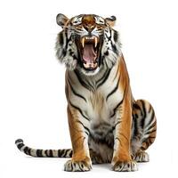 un Tigre rugido aislado en blanco antecedentes foto