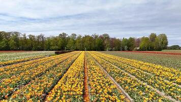 Flight over Keukenhof garden, Netherlands with a view of a working mill video