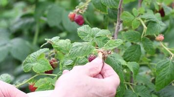 dichtbij omhoog hand- van een oud vrouw tuinman plukken frambozen in haar tuin zomer oogst van vitamine bessen concept alternatief geneesmiddel, video