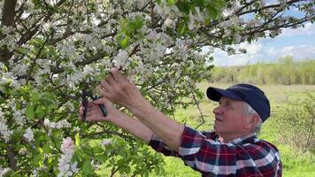 mayor hombre granjero inspecciona flores y brotes en un plantación de floración Fruta arboles en primavera y elimina dañado ramas a incrementar el producir, video