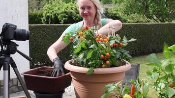 middle aged blonde woman hosts broadcast for her social media blog on gardening how to transplant seedlings of cherry tomatoes into a large pot. video