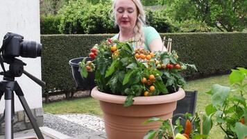 middle aged blonde woman hosts broadcast for her social media blog on gardening how to transplant seedlings of cherry tomatoes into a large pot video