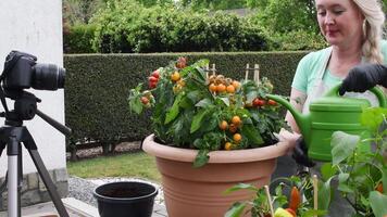 middle aged blonde woman hosts broadcast for her social media blog on gardening how to transplant seedlings of cherry tomatoes into a large pot video